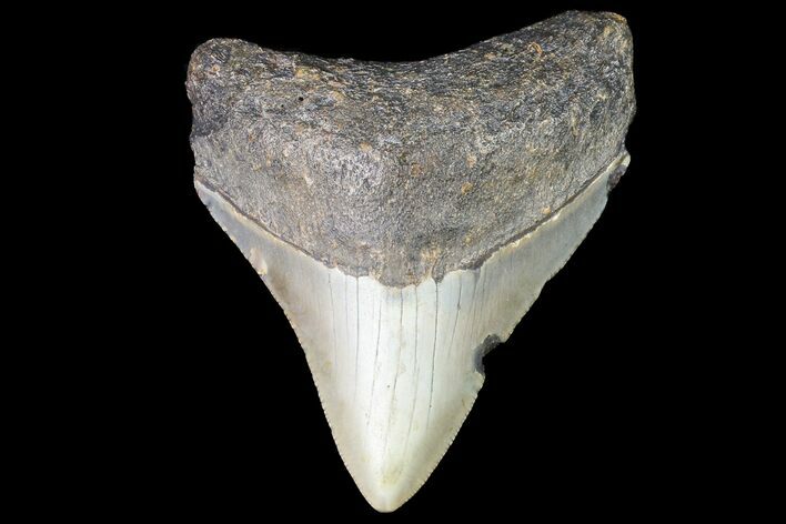 Bargain, Megalodon Tooth - North Carolina #76330